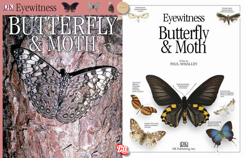 DKBKButterfly_Moth_kapak.jpg