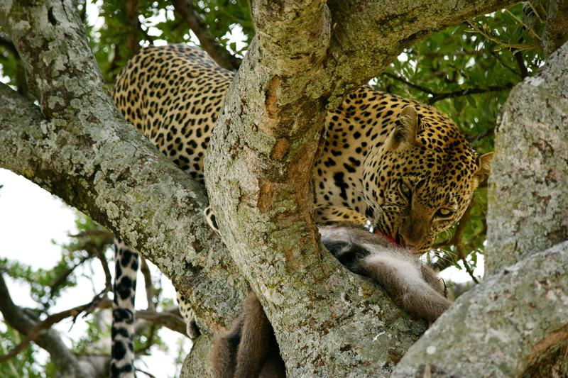 Mis días de safari en Uganda, Kenia y Zanzíbar.. Os lo intento contar - Blogs de Africa Este y Centro - Recorremos Masai Mara de un extremo a otro.. ¡Qué lugar! (10)