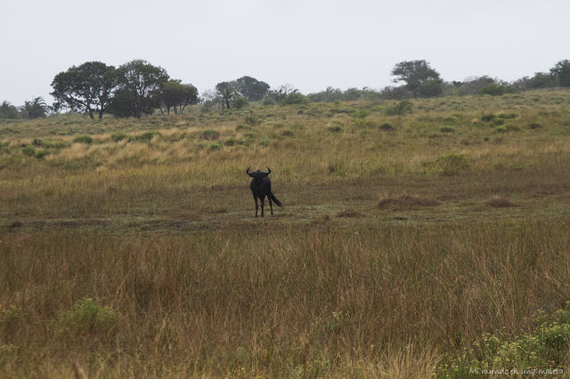 Cape Vidal y Hlane NP (Swazilandia) - SUDÁFRICA EN EL CORAZÓN (JULIO 2015) (4)