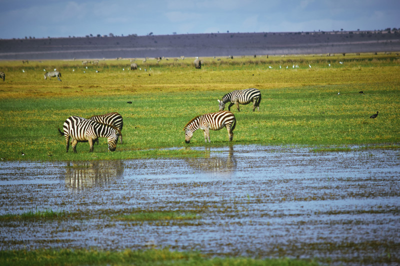 Mis días de safari en Uganda, Kenia y Zanzíbar.. Os lo intento contar - Blogs de Africa Este y Centro - Parque Amboseli, el sitio de los elefantes (5)