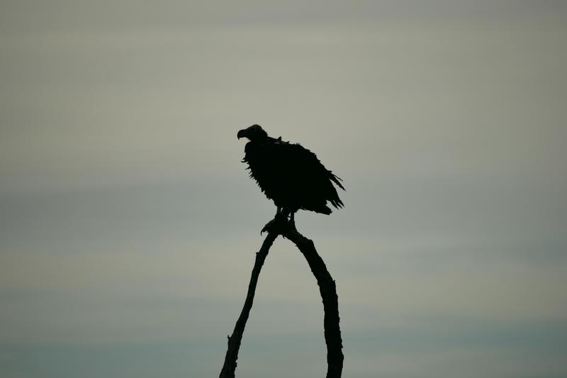 Mis días de safari en Uganda, Kenia y Zanzíbar.. Os lo intento contar - Blogs de Africa Este y Centro - Masai Mara.. Primer contacto (14)