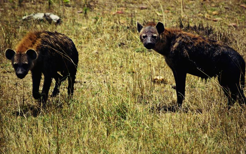 Mis días de safari en Uganda, Kenia y Zanzíbar.. Os lo intento contar - Blogs de Africa Este y Centro - Día completo en el Mara.. qué sitio tan impresionante.. (11)