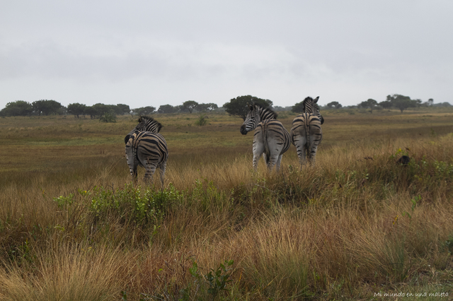 Cape Vidal y Hlane NP (Swazilandia) - SUDÁFRICA EN EL CORAZÓN (JULIO 2015) (2)