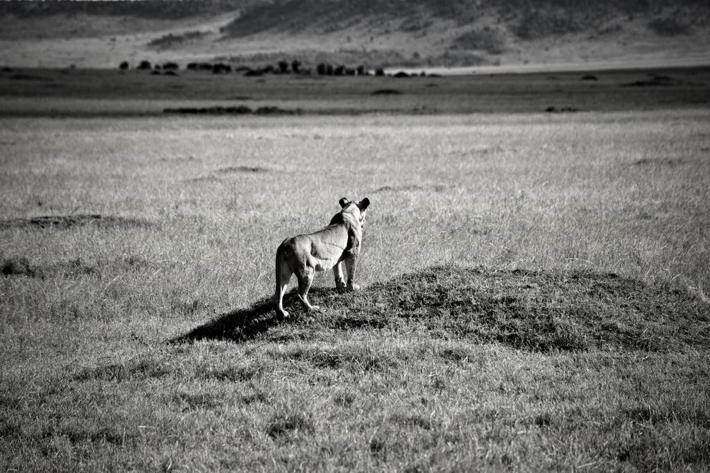 Mis días de safari en Uganda, Kenia y Zanzíbar.. Os lo intento contar - Blogs de Africa Este y Centro - Recorremos Masai Mara de un extremo a otro.. ¡Qué lugar! (1)