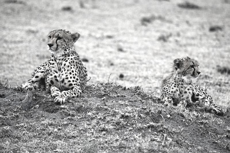 Mis días de safari en Uganda, Kenia y Zanzíbar.. Os lo intento contar - Blogs de Africa Este y Centro - Masai Mara.. Primer contacto (1)