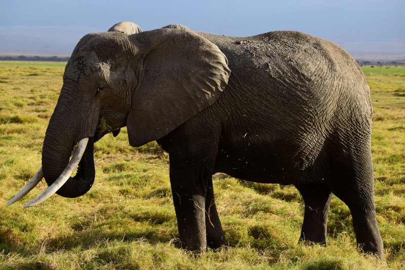Mis días de safari en Uganda, Kenia y Zanzíbar.. Os lo intento contar - Blogs de Africa Este y Centro - Parque Amboseli, el sitio de los elefantes (11)