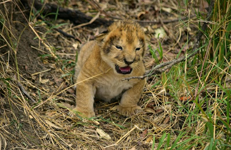 Mis días de safari en Uganda, Kenia y Zanzíbar.. Os lo intento contar - Blogs de Africa Este y Centro - Recorremos Masai Mara de un extremo a otro.. ¡Qué lugar! (19)