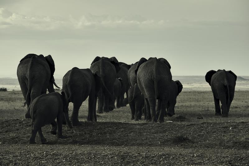 Mis días de safari en Uganda, Kenia y Zanzíbar.. Os lo intento contar - Blogs de Africa Este y Centro - Día completo en el Mara.. qué sitio tan impresionante.. (23)