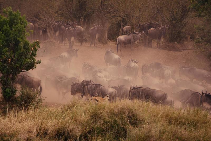 Mis días de safari en Uganda, Kenia y Zanzíbar.. Os lo intento contar - Blogs de Africa Este y Centro - Nuestra pequeña versión del cruce (18)