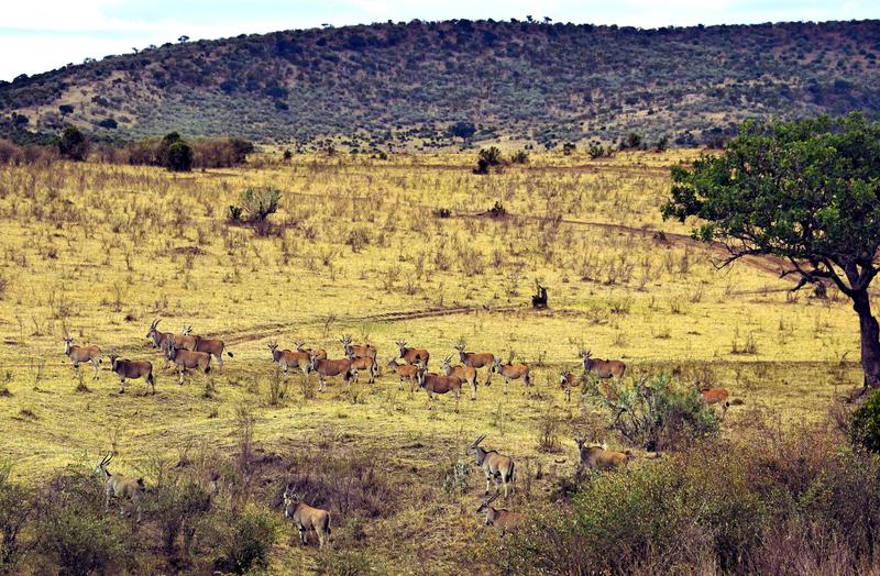 Mis días de safari en Uganda, Kenia y Zanzíbar.. Os lo intento contar - Blogs de Africa Este y Centro - Recorremos Masai Mara de un extremo a otro.. ¡Qué lugar! (3)