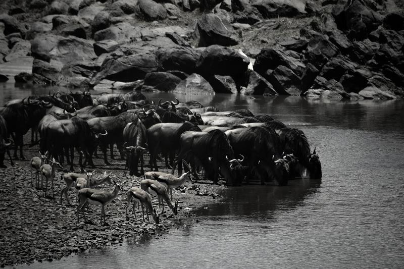 Mis días de safari en Uganda, Kenia y Zanzíbar.. Os lo intento contar - Blogs de Africa Este y Centro - Nuestra pequeña versión del cruce (11)