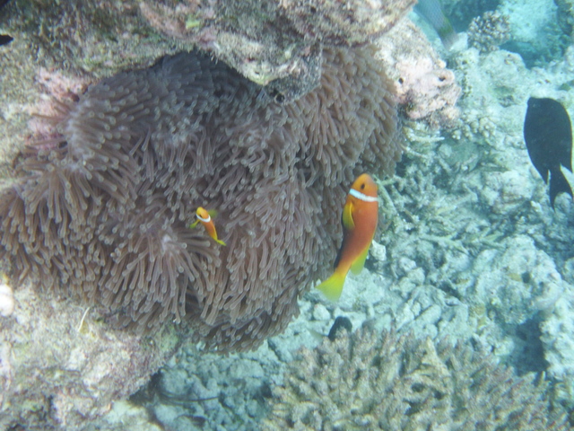 Estambul - Maldivas agosto 2015 - Blogs de Maldivas - Parte subacuática, atardeceres y conclusión (5)