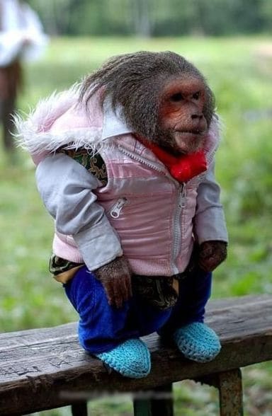 841dressed_up_monkey.jpg