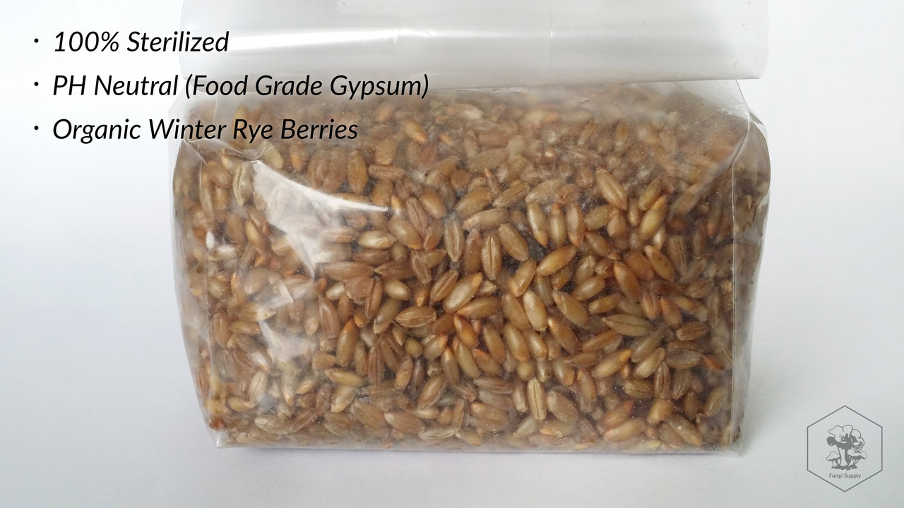 10 Pounds Organic Winter Rye Seed Berries for Mushroom Spawn or Garden Cover